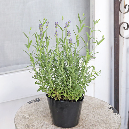 花苗 イングリッシュラベンダー セリーヌ 3.5号 多年草 ハーブ