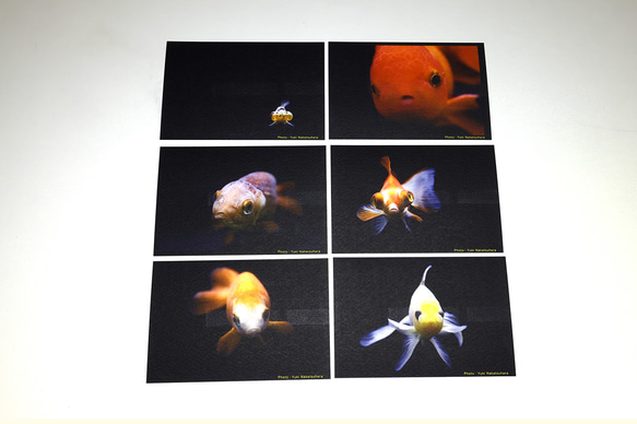 金魚　写真　ポストカード　6枚セット　写真展「Jewelry Fish」より① 2枚目の画像