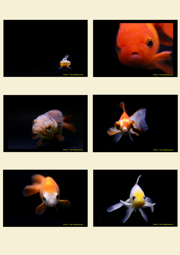 金魚　写真　ポストカード　6枚セット　写真展「Jewelry Fish」より① 1枚目の画像
