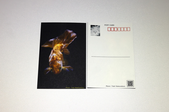 金魚　写真　ポストカード　6枚セット　写真展「Jewelry Fish」より② 3枚目の画像