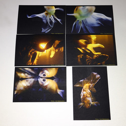 金魚　写真　ポストカード　6枚セット　写真展「Jewelry Fish」より② 2枚目の画像