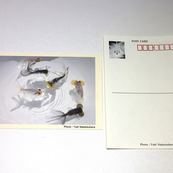 金魚　写真　ポストカード　6枚セット　写真展「夢幻〜Gold Fish〜」より② 3枚目の画像