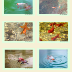金魚　写真　ポストカード　6枚セット　写真展「夢幻〜Gold Fish〜」より③ 1枚目の画像
