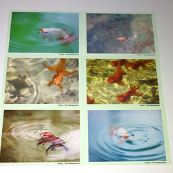 金魚　写真　ポストカード　6枚セット　写真展「夢幻〜Gold Fish〜」より③ 2枚目の画像