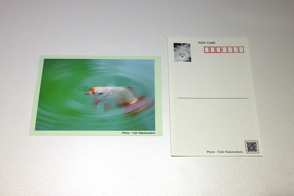 金魚　写真　ポストカード　6枚セット　写真展「夢幻〜Gold Fish〜」より③ 3枚目の画像