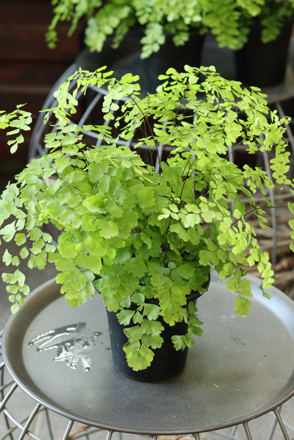 アジアンタム フラグランス その他インテリア雑貨 トータルプランツイーグレット 通販｜Creema(クリーマ)