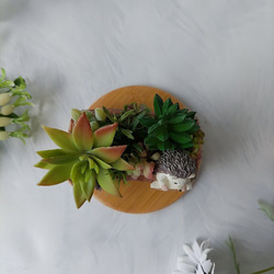 小さいモグラとハリネズミ　ポット　 多肉植物 　可愛い動物　フェイクグリーン　ミニ　かわいい置物　卓上 5枚目の画像
