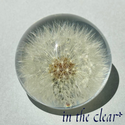 植物標本　たんぽぽ綿毛　レジン　５センチ球体 6枚目の画像