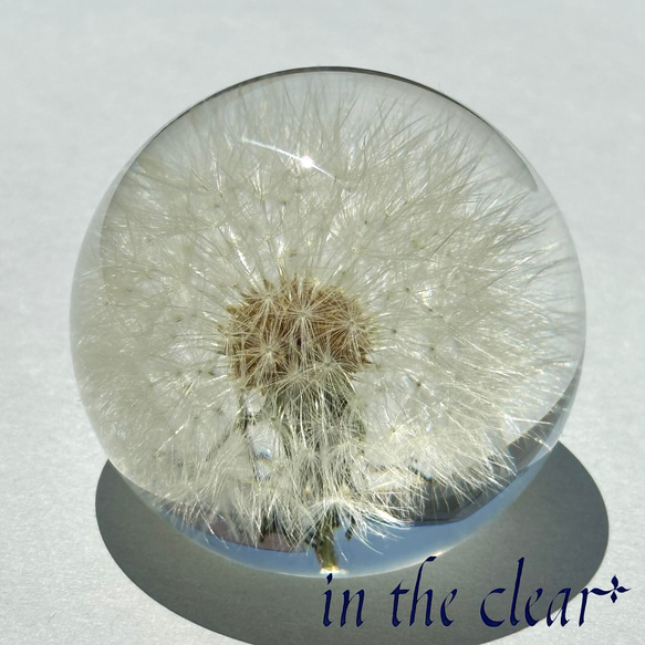 植物標本　たんぽぽ綿毛　レジン　５センチ球体 4枚目の画像