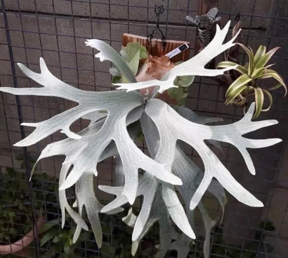 P. bifurcatum sp white(日本Lisawa NA）日本白普 第5張的照片