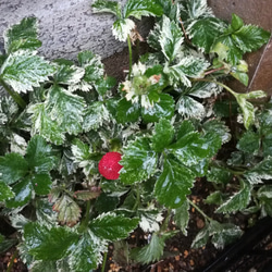 天然マリーゴールドの花種、大量1万粒、お花畑パック＋季節の種セット