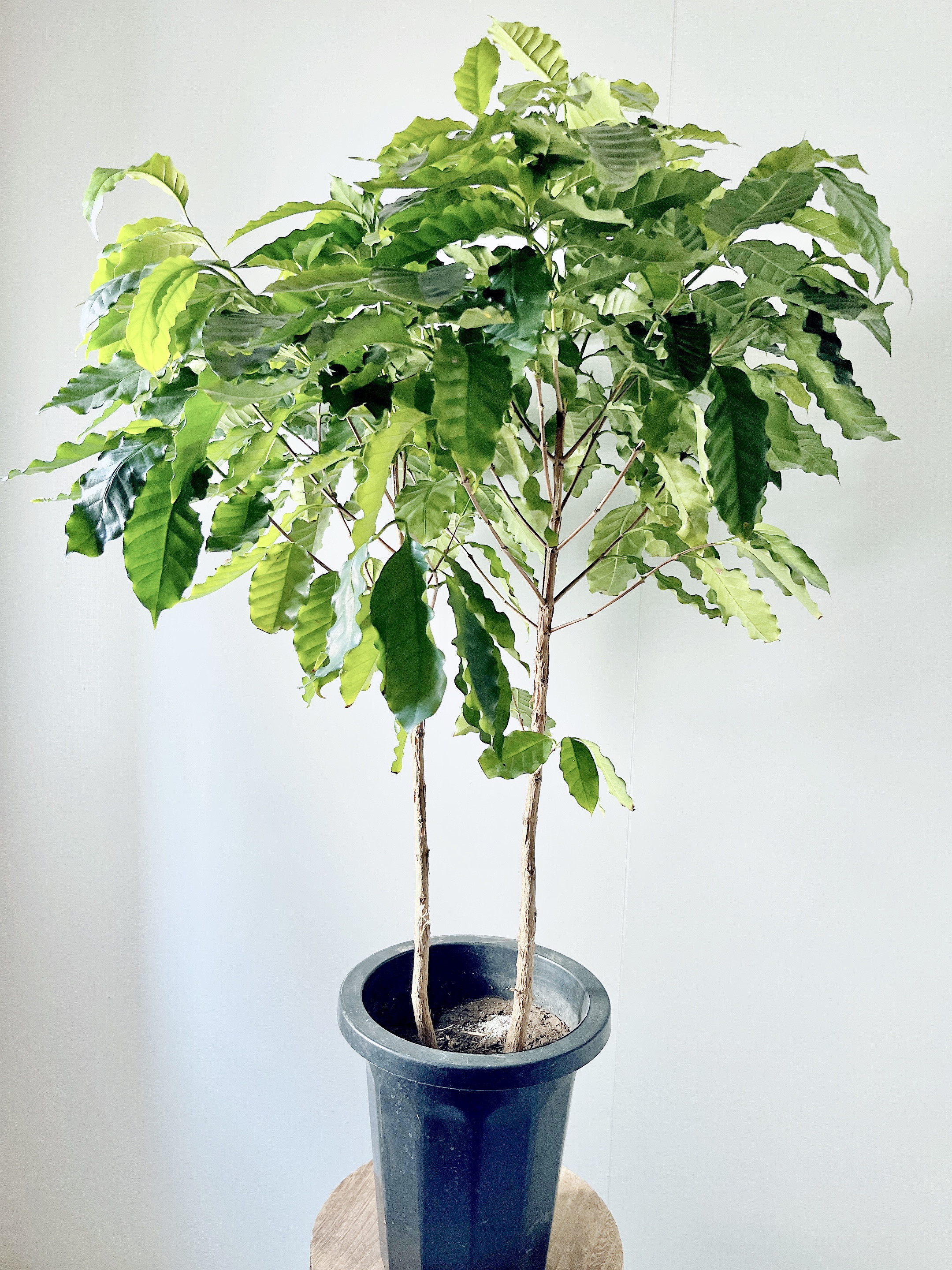 観葉植物 コーヒーの木 10号 プラスチック鉢 | 観葉植物なら