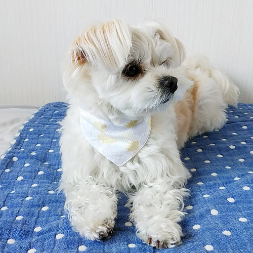 犬 小型犬 クール バンダナ 夏 接触冷感生地 保冷剤付き クール