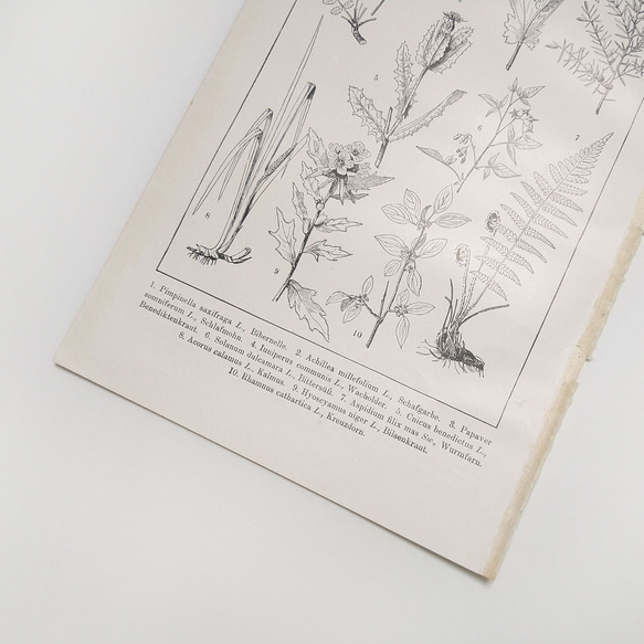 自然の薬用植物 イラスト 図版 ヘルダー大百科事典 ヴィンテージペーパー 1956-15 11枚目の画像