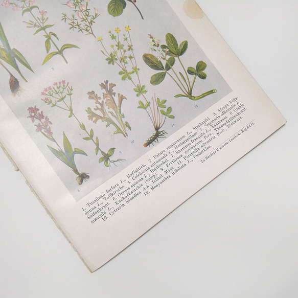 自然の薬用植物 イラスト 図版 ヘルダー大百科事典 ヴィンテージペーパー 1956-15 4枚目の画像