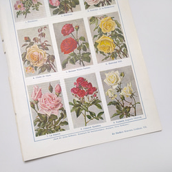 バラ 薔薇 イラスト 図版 ヘルダー大百科事典 ヴィンテージペーパー 1956-12 5枚目の画像