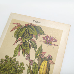 カカオ イラスト リトグラフ 植物 図版 ヘルダー大百科事典 ヴィンテージペーパー 1956-23 2枚目の画像