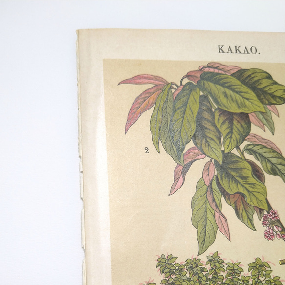 カカオ イラスト リトグラフ 植物 図版 ヘルダー大百科事典 ヴィンテージペーパー 1956-23 6枚目の画像