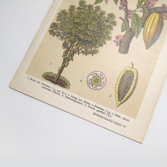 カカオ イラスト リトグラフ 植物 図版 ヘルダー大百科事典 ヴィンテージペーパー 1956-23 5枚目の画像