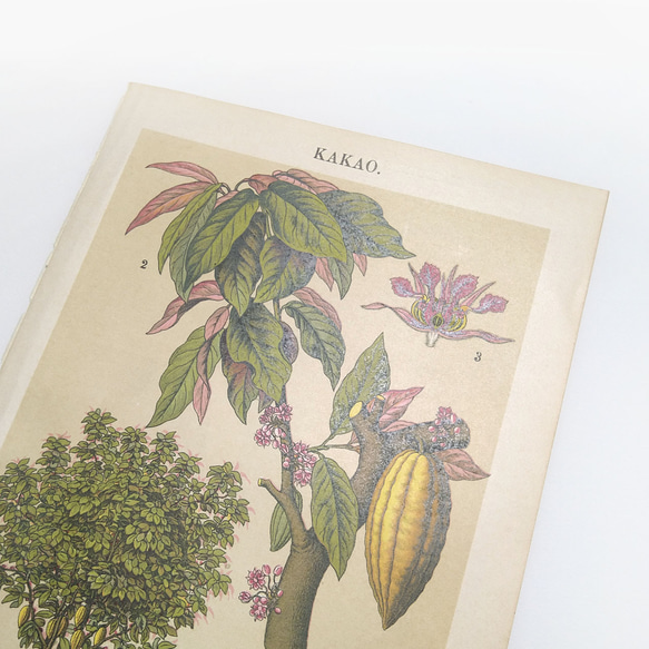 カカオ イラスト リトグラフ 植物 図版 ヘルダー大百科事典 ヴィンテージペーパー 1956-23 4枚目の画像