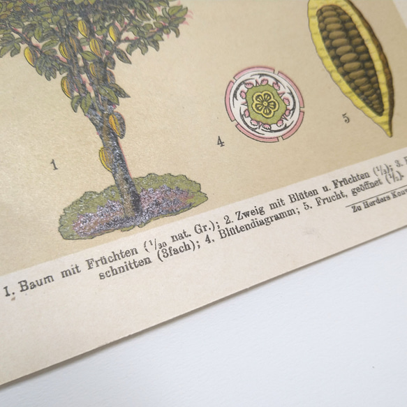カカオ イラスト リトグラフ 植物 図版 ヘルダー大百科事典 ヴィンテージペーパー 1956-23 7枚目の画像