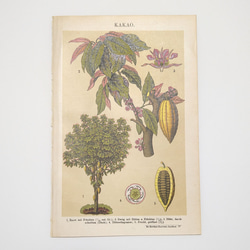 カカオ イラスト リトグラフ 植物 図版 ヘルダー大百科事典 ヴィンテージペーパー 1956-23 1枚目の画像