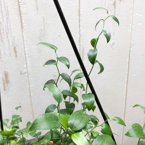 アスパラガス　スマイラックス　苗　観葉植物　グリーン　沖縄 園芸ネット本店｜アスパラガス：スマイラックス3号ポット2株セット の