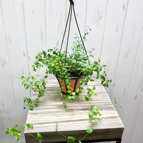 アスパラガス　スマイラックス　苗　観葉植物　グリーン　沖縄 アスパラガス スマイラックス 苗 観葉植物 グリーン 沖縄 アスパラガス