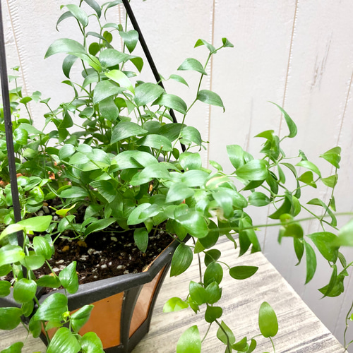 ロング♡ アスパラガス スマイラックス 吊り鉢 その他インテリア雑貨