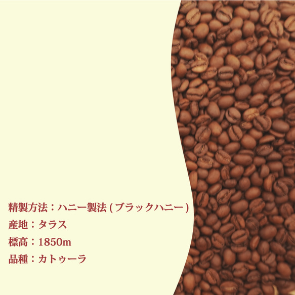 コーヒー豆　浅煎り コスタリカ 100g 3枚目の画像