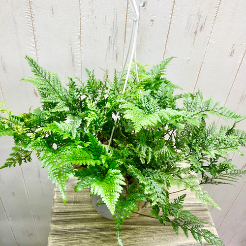 特大株 猫の手びっしり トキワシノブ 常盤忍 吊り鉢 その他インテリア