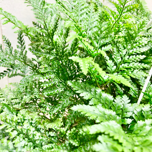 特大株 猫の手びっしり トキワシノブ 常盤忍 吊り鉢 その他インテリア