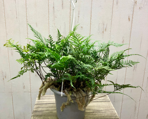 d607377ee7b0c0763430da1bb65cc7