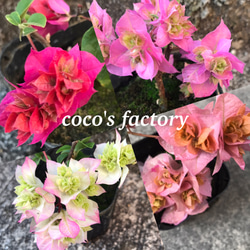 416レア　ブーゲンビリア苗　八重咲き ブーゲンビリア八重咲き：ピンク系4.5号鉢植え の通販 | 園芸ネット