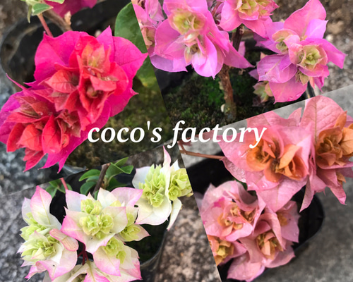 313eece9f08ee1c5704239f0e1639d