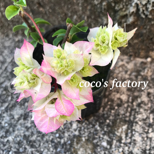 送料込】激レア♡可愛い♡八重咲き♡ブーゲンビリア♡ポットごと発送