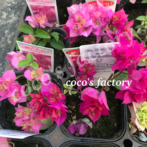 送料込】激レア♡可愛い♡八重咲き♡ブーゲンビリア♡ポットごと