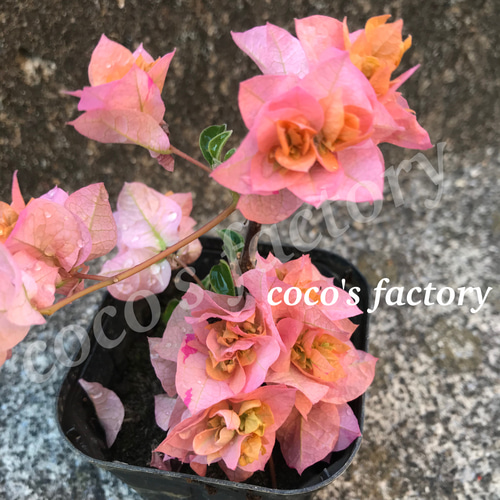 送料込】激レア♡可愛い♡八重咲き♡ブーゲンビリア♡ポットごと発送