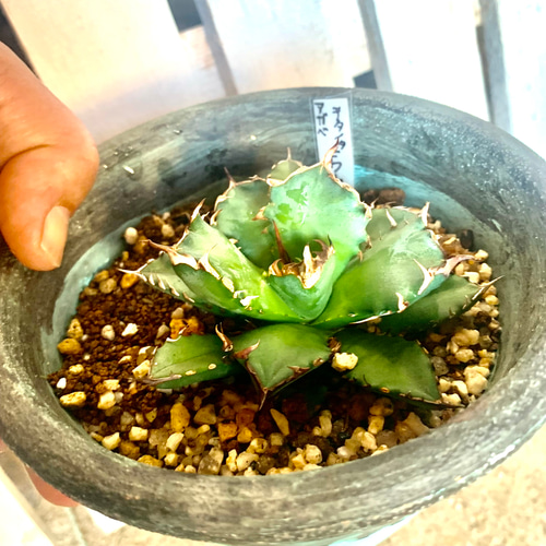 アガベチタノタ　FO-76 大株　子株4つ付き アガベチタノタ FO-76 大株 子株4つ付き アガベチタノタ FO-76 大株