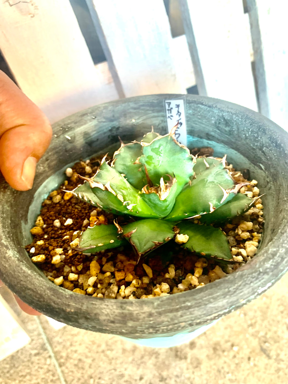 アガベ　チタノタ　ドワーフ 