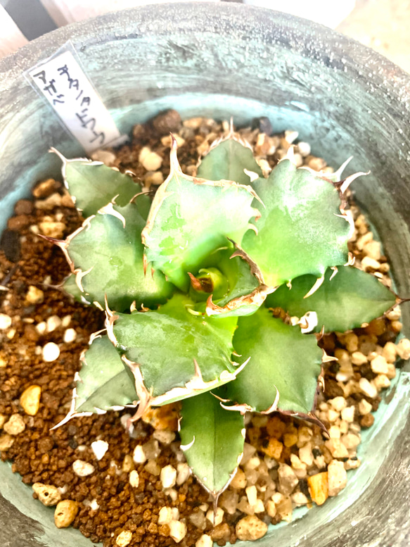 アガベ　チタノタ　ドワーフ 