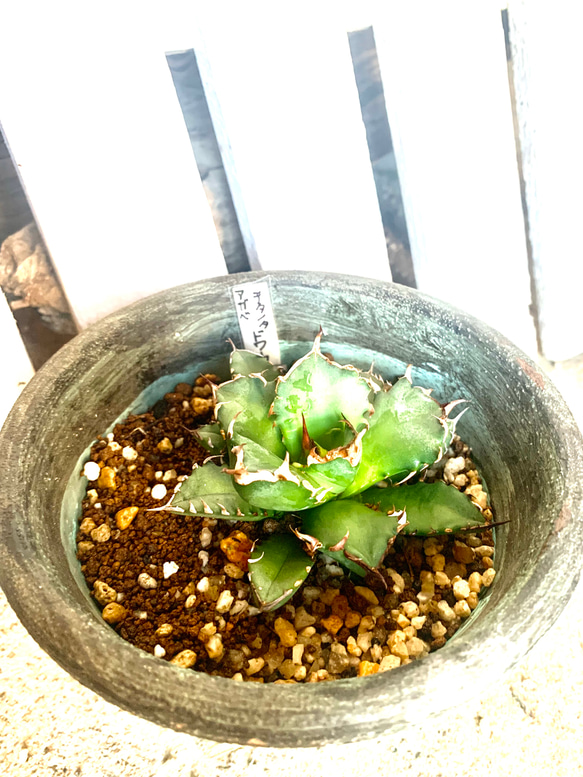 アガベ　チタノタ　ドワーフ 