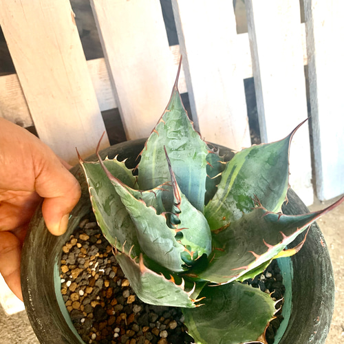 アガベ オバティサナシースター錦 多肉植物 キコリ 通販