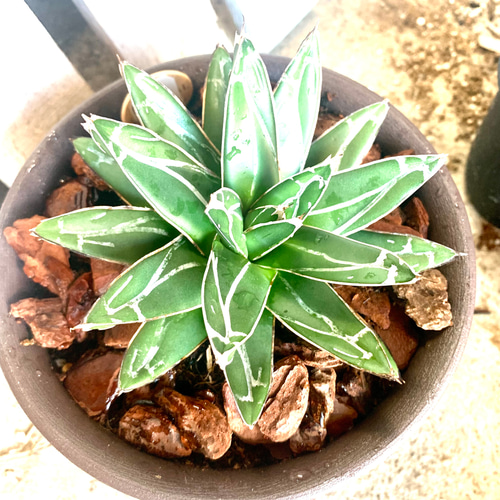 サンキング 笹の雪 アガベ ヴィクトリアレジーナ 多肉植物