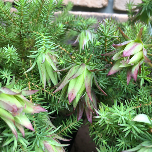 オージープランツ＊ダーウィニア「オキシリピス」 花が素敵 その他素材