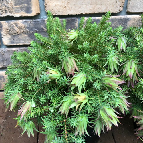 オージープランツ＊ダーウィニア「オキシリピス」 花が素敵 その他素材