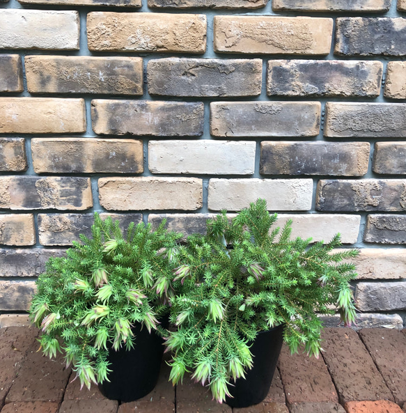 オージープランツ＊ダーウィニア「オキシリピス」 花が素敵