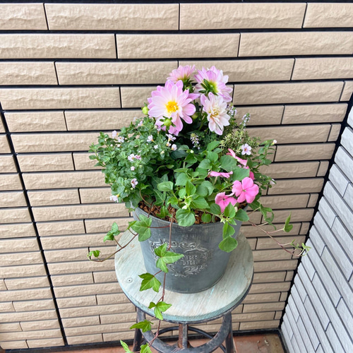 在庫処分・数量限定 アンティークな鉢に明るい寄せ植え☆ | www