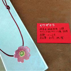 【特別価格】花ネックレス❖徳島県絶滅危惧種　イワザクラ❖木彫り 1枚目の画像
