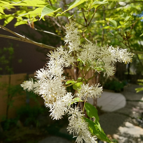 販売済】アオダモ現品苗木 Vの字の2又で曲がり幹のアオダモ（24～28